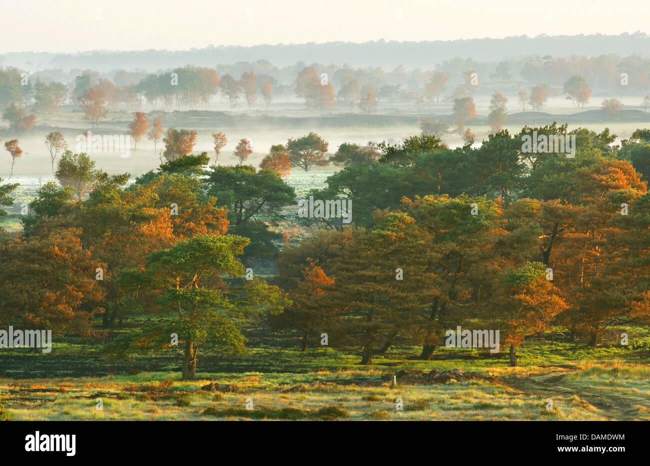 Pino silvestre, pino silvestre (Pinus sylvestris), vista aerea di prati e zone boscose in mattina nebbia in autunno la natura lo sviluppo dopo una bussola fire, Belgio, Kalmthoutse Heide Foto Stock