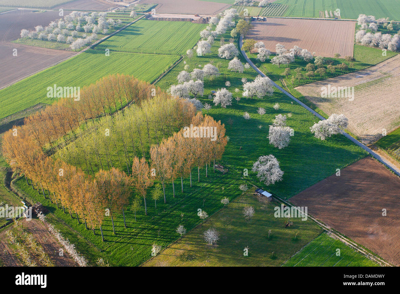 Ciliegio selvatico, ciliegio dolce, fisarmonica Gean, mazzard (Prunus avium), foto aeree della fioritura di un albero ciliegio prato con bosco di pioppo, Belgio, Limburg, Hesbaye Foto Stock