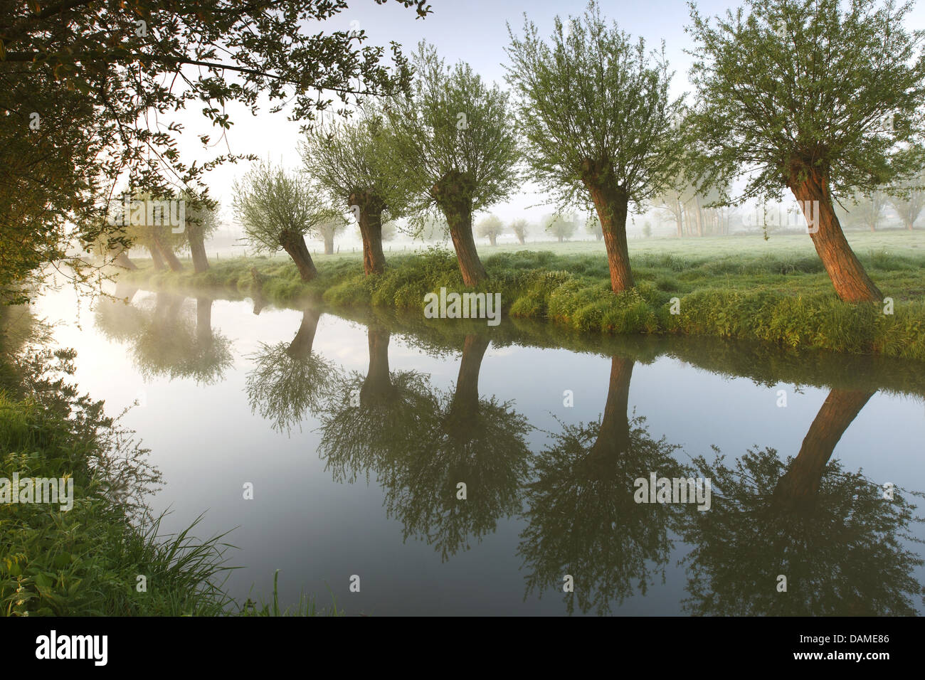 Willow, vimini (Salix spec.), fiume Zwalm con pollard salici, Belgio, Vlaamse Ardennen Foto Stock