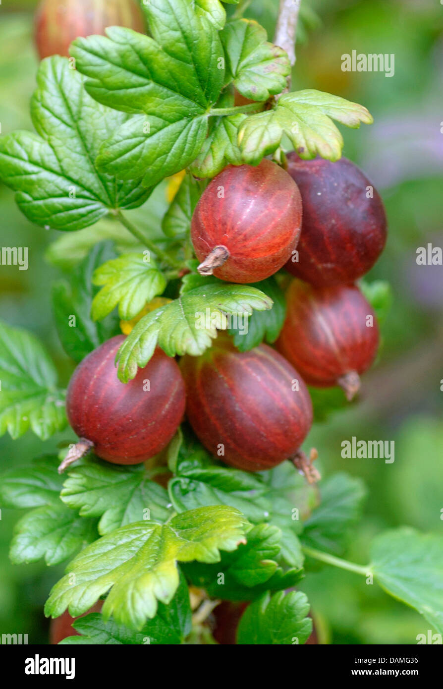 Wild uva, uva spina europea (Ribes uva-crispa 'Remarka', Ribes uva-crispa Remarka), cultivar Remarka Foto Stock