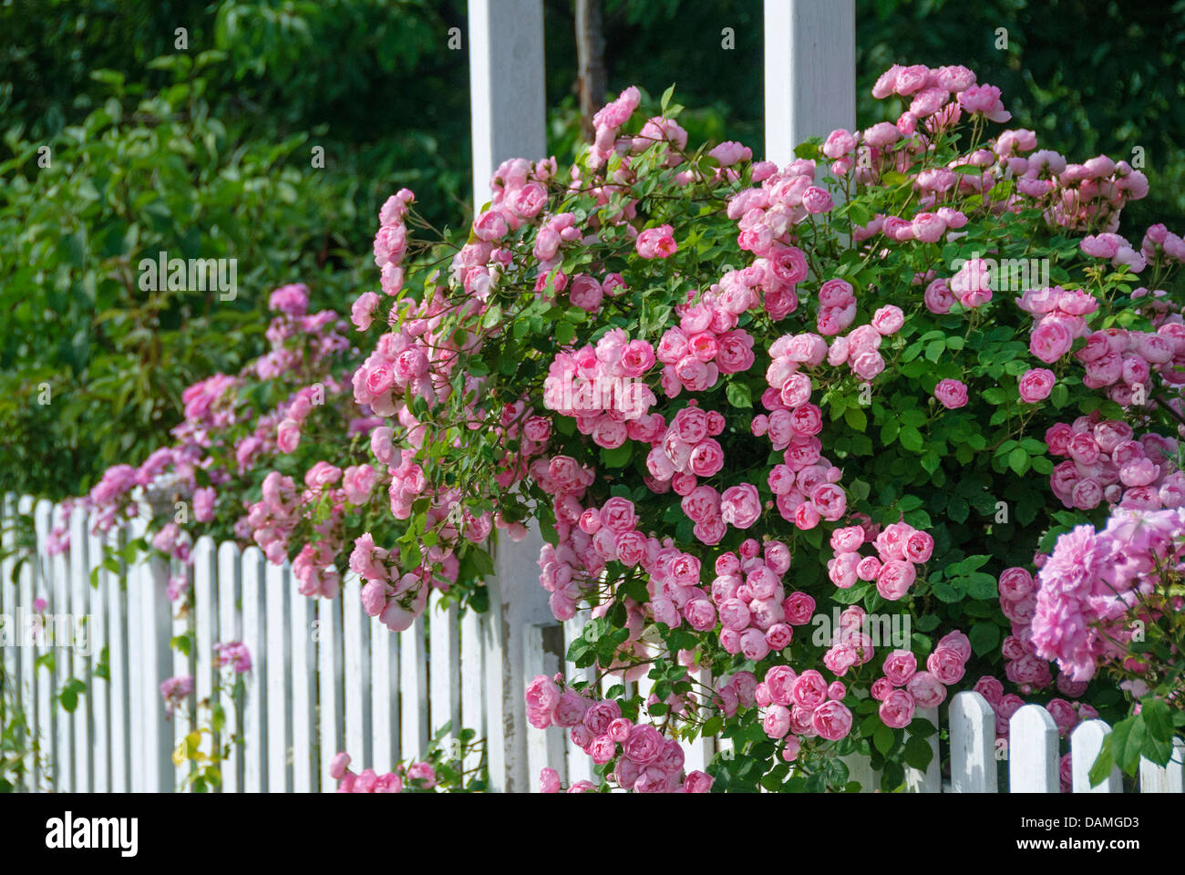 Rose ornamentali (Rosa "Raubritter', Rosa Raubritter), cultivar Raubritter Foto Stock