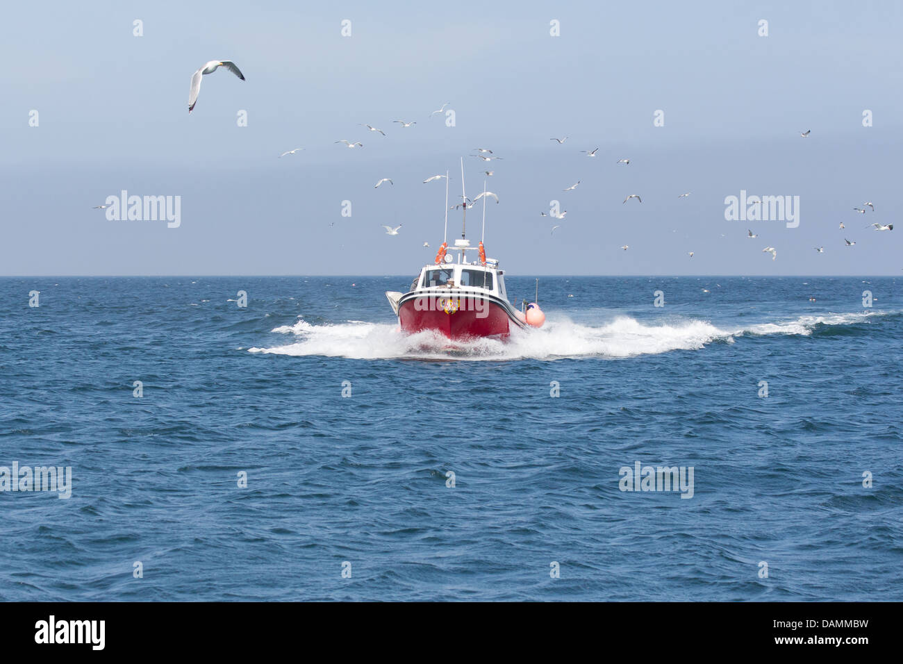 Barca da pesca con le aragoste e i granchi a Seahouses Northumberland, Inghilterra. -2013 Foto Stock