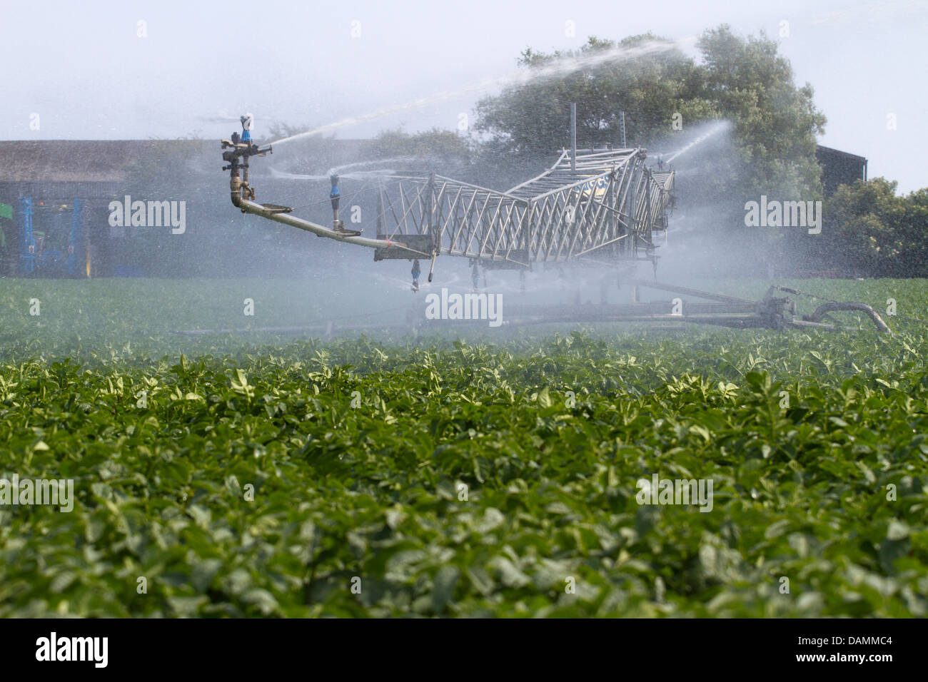 Di irrigazione a perno centrale chiamato anche acqua-ruota e cerchio irrigazione; tubi e sistemi e macchine per il giardinaggio di mercato aziende agricole a Tarleton, Regno Unito Foto Stock