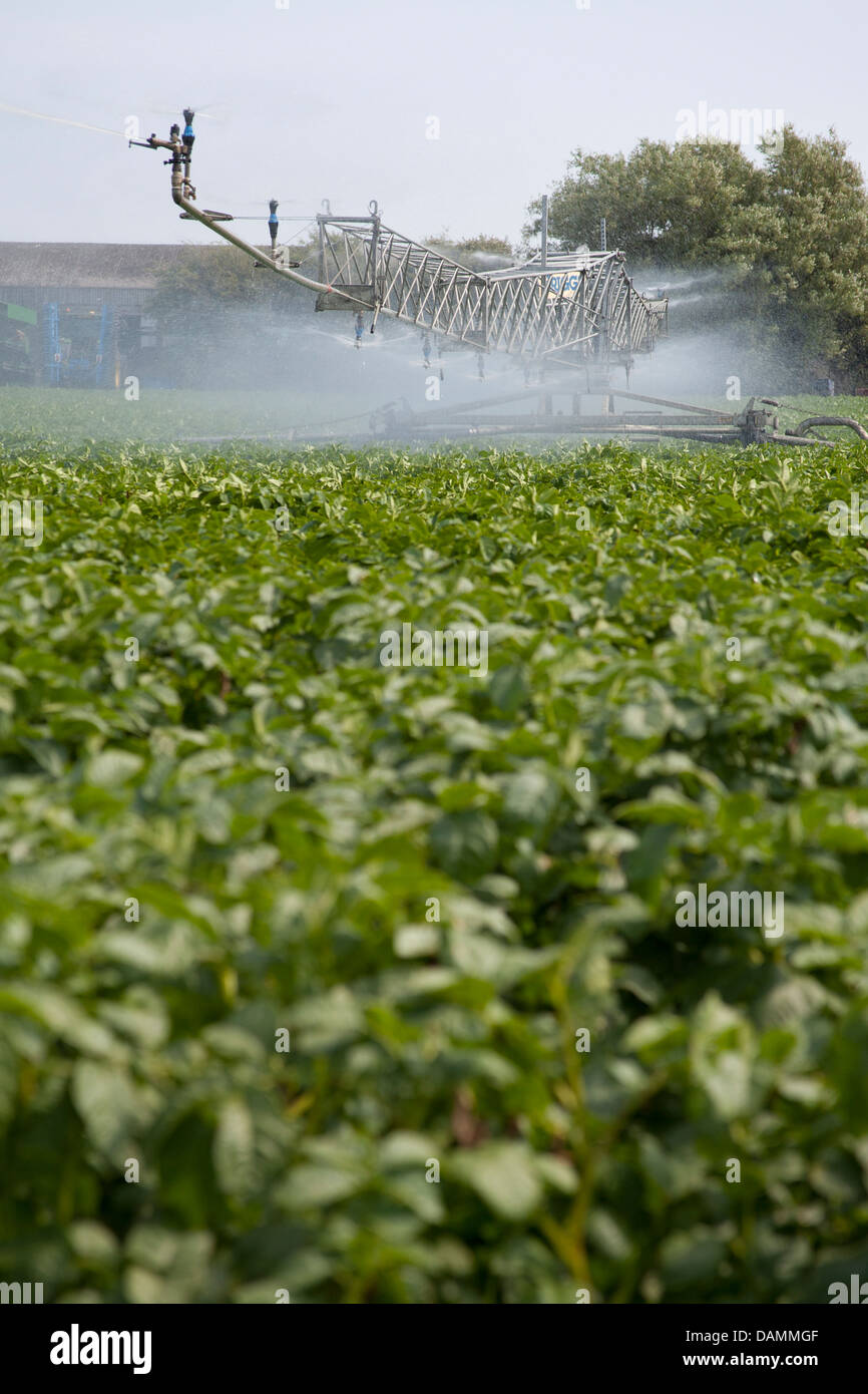 Di irrigazione a perno centrale chiamato anche acqua-ruota e cerchio irrigazione; tubi e sistemi e macchine per il giardinaggio di mercato aziende agricole a Tarleton, Regno Unito Foto Stock