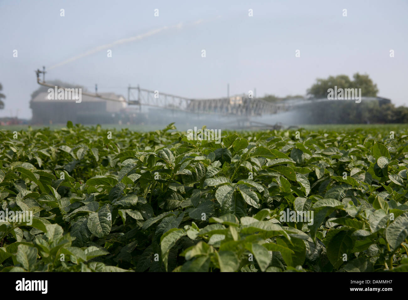 Di irrigazione a perno centrale chiamato anche acqua-ruota e cerchio irrigazione; tubi e sistemi e macchine per il giardinaggio di mercato aziende agricole a Tarleton, Regno Unito Foto Stock