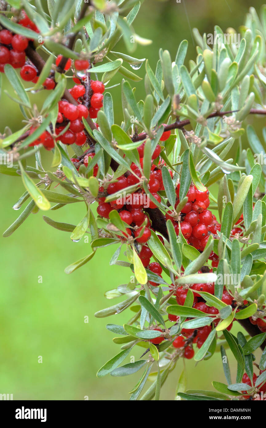 Argento, buffaloberry Bull berry, spinoso buffaloberry (Shepherdia argentea), il ramo con frutti, Germania Foto Stock