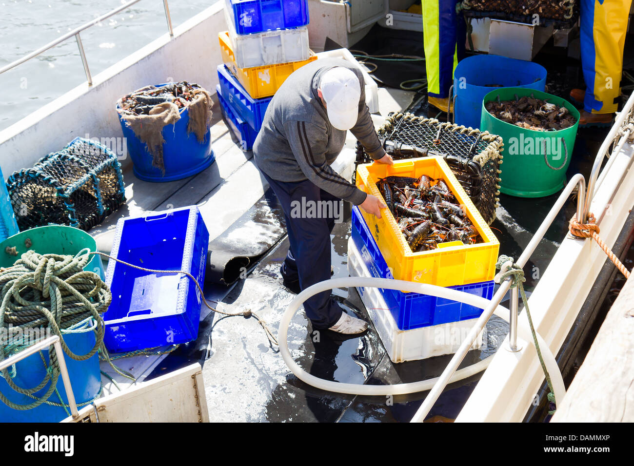 Barca da pesca con le aragoste e i granchi a Seahouses Northumberland, Inghilterra. -2013 Foto Stock