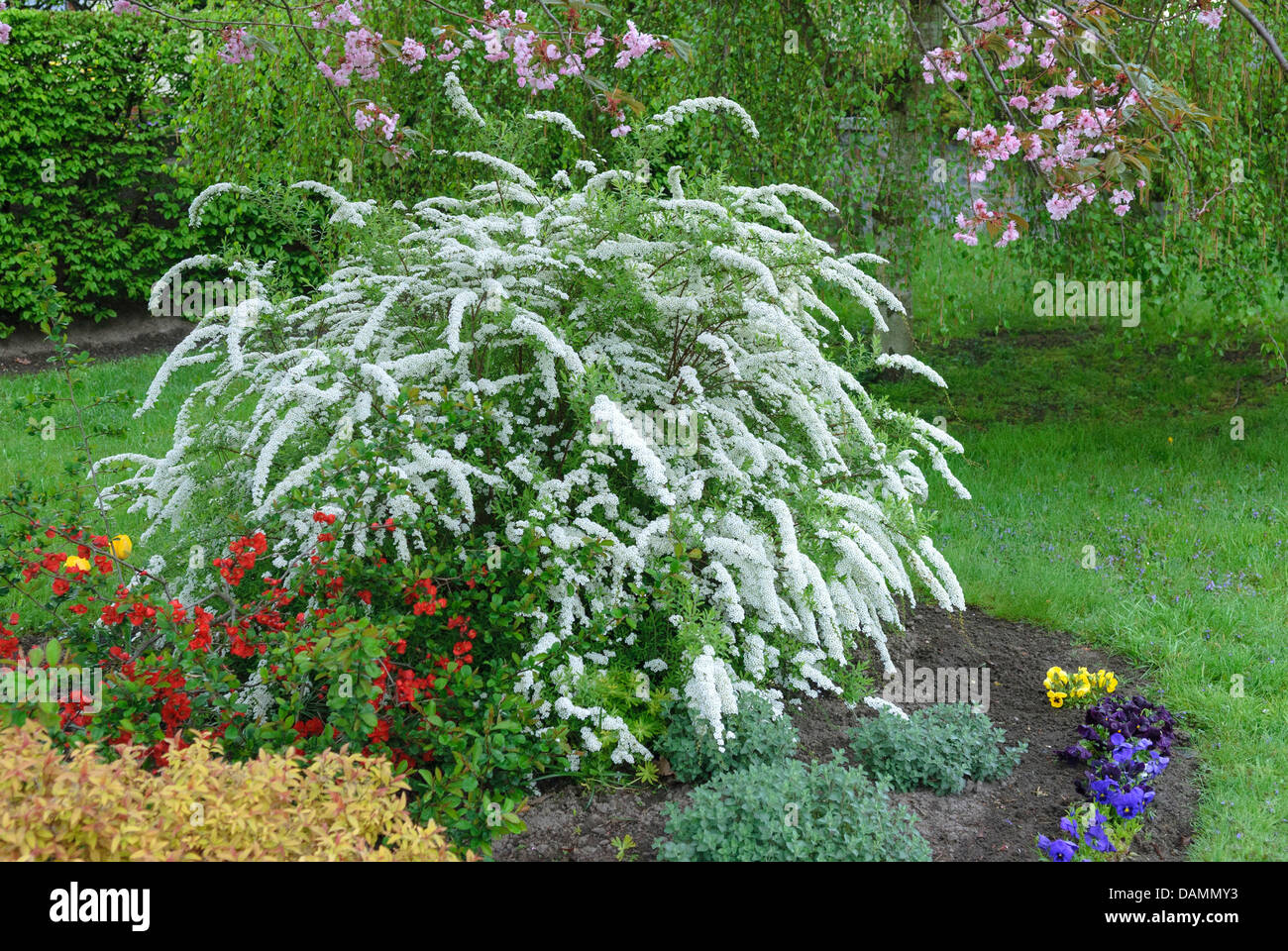 Spiraea cinerea (Spiraea cineres 'Grefsheim', Spiraea cinerea Grefsheim), fioritura, Germania Foto Stock