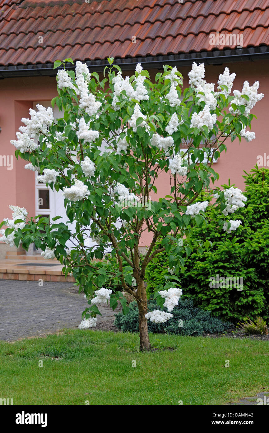 Comune (lilla Syringa vulgaris 'Mme Lemoine', di Syringa vulgaris Mme Lemoine), cultivar Mme Lemoine, Germania Foto Stock