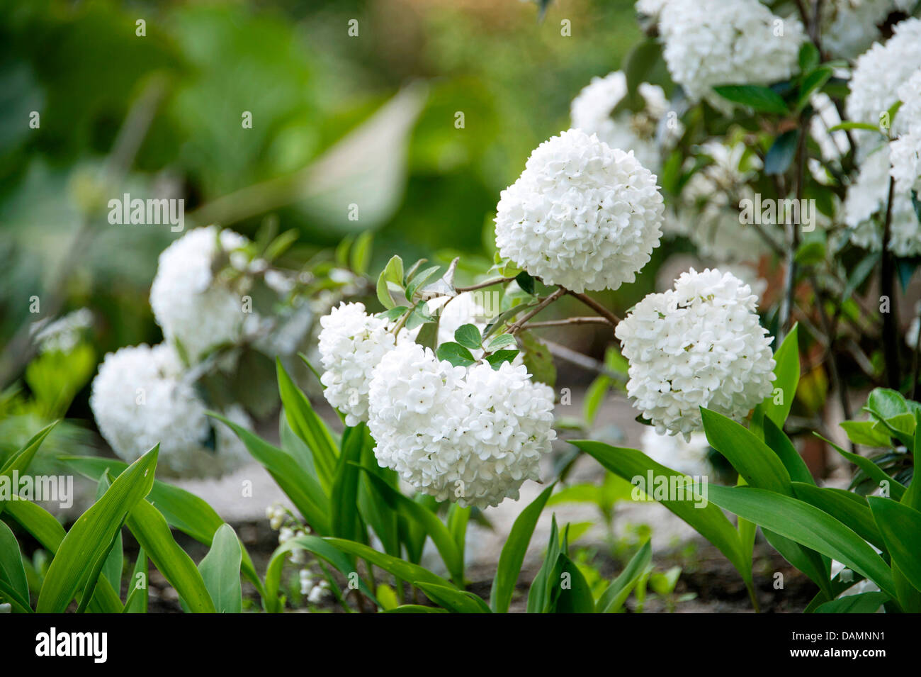 Viburnum (Viburnum "Eskimo", Viburnum eschimese), cultivar Eschimese Foto Stock