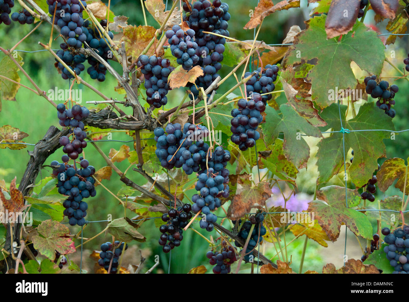 Vitigno, vite (Vitis vinifera 'Boskoop gloria', Vitis vinifera Boskoop gloria), cultivar Boskoop gloria Foto Stock