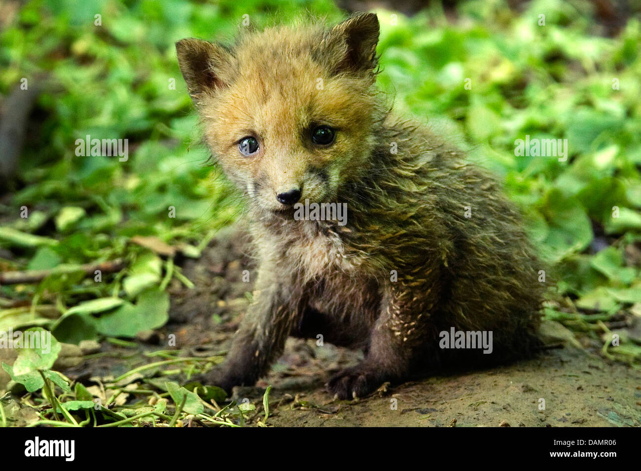 Red Fox (Vulpes vulpes vulpes), Fox cub seduta al den, Germania Foto Stock