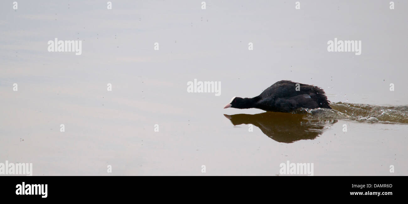 Folaga ricarica Foto Stock