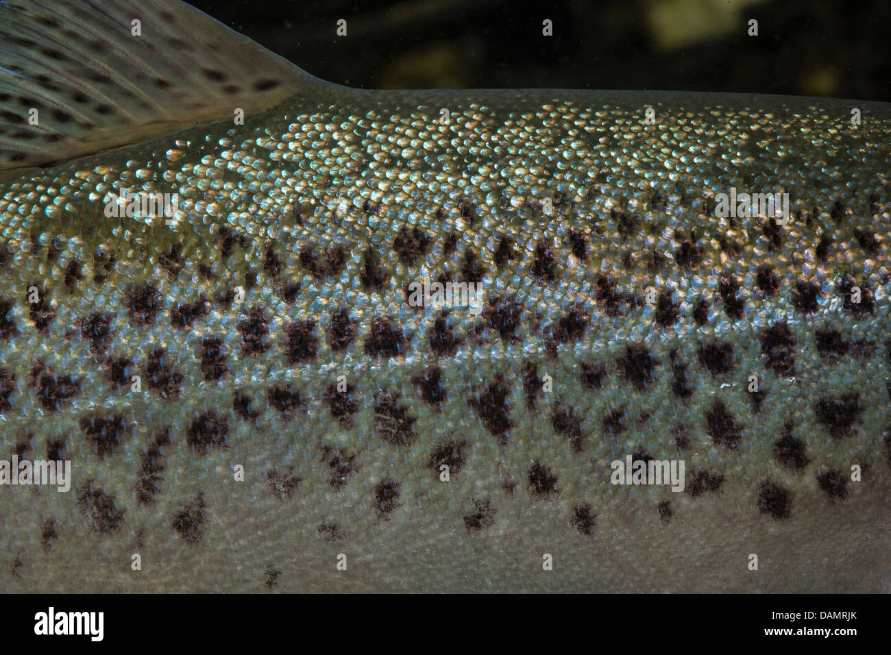 Il lago di trote (Salmo trutta lacustris), maschio, particolare colore e marcatura Foto Stock