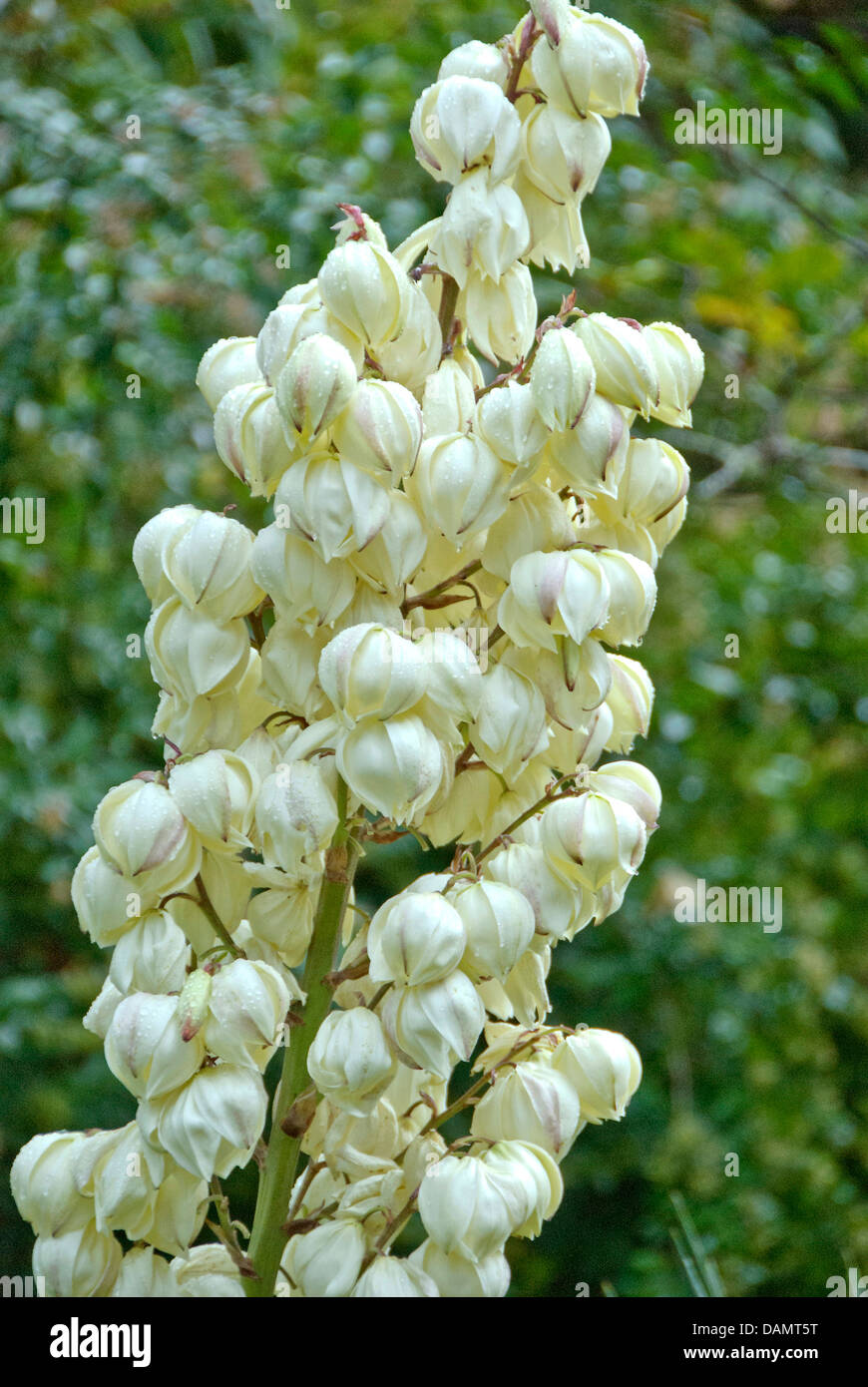 Pugnale spagnolo (Yucca gloriosa), infiorescenza Foto Stock