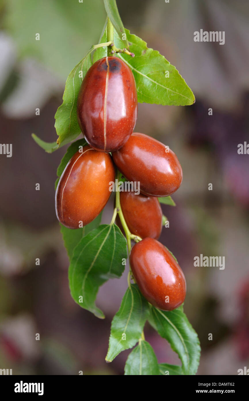 Jujube, Jujuba, rosso data, data Cinese, Coreano data, data indiano (Ziziphus jujuba 'Meimizao', Ziziphus jujuba Meimizao), cultivar Meimizao Foto Stock