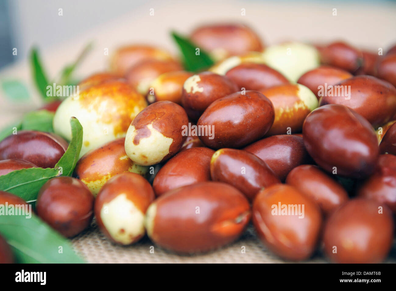 Jujube, Jujuba, rosso data, data Cinese, Coreano data, data indiano (Ziziphus jujuba 'Meimizao', Ziziphus jujuba Meimizao), cultivar Meimizao, frutta Foto Stock
