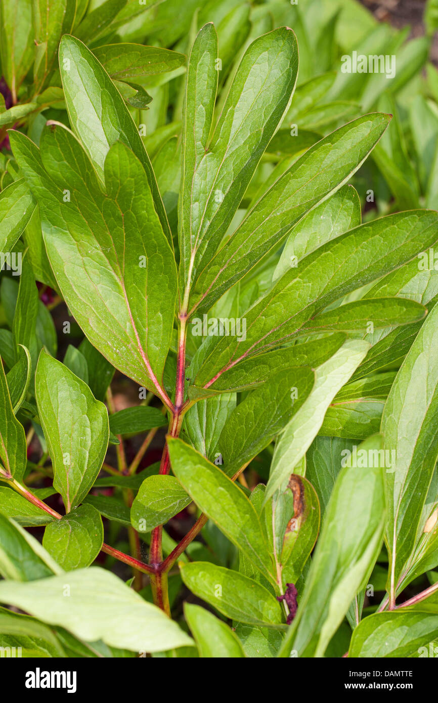 Paeony (Paeonia officinalis), foglie, Germania Foto Stock