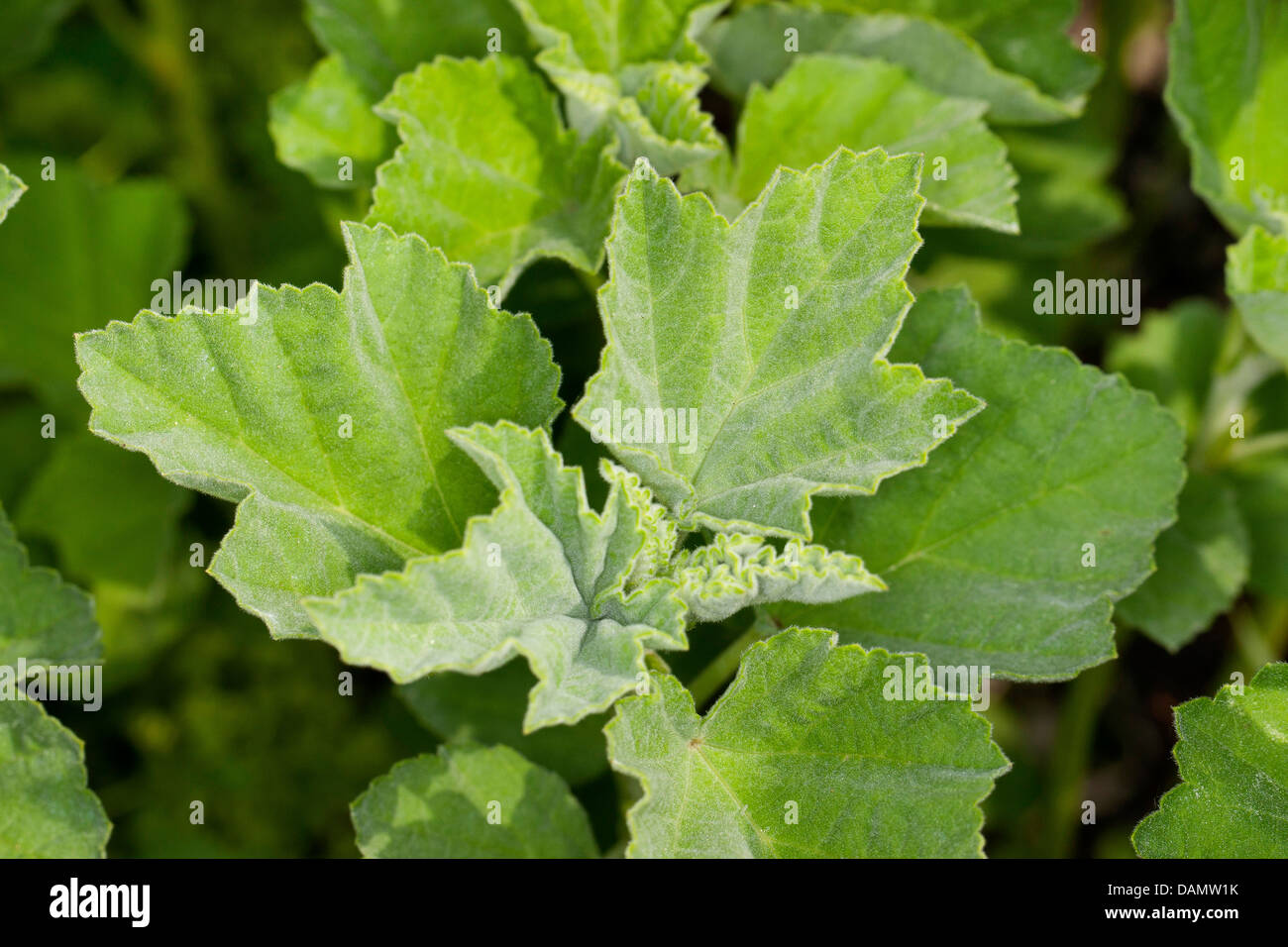 Comune di marsh mallow, comune marshmallow (Althaea officinalis), foglie, Germania Foto Stock