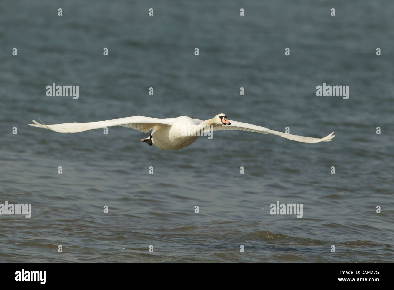 Cigno - volare oltre il fiume di marea Cygnus olor Essex, UK BI24491 Foto Stock