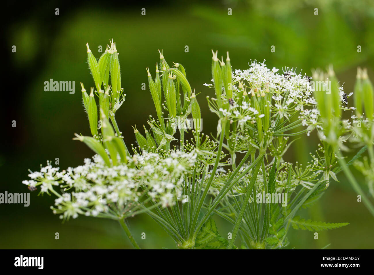 Dolce cicely, Anice, Cicely, Spagnolo cerfoglio (Myrrhis odorata, Scandix odorata), con fiori e frutta, Germania Foto Stock