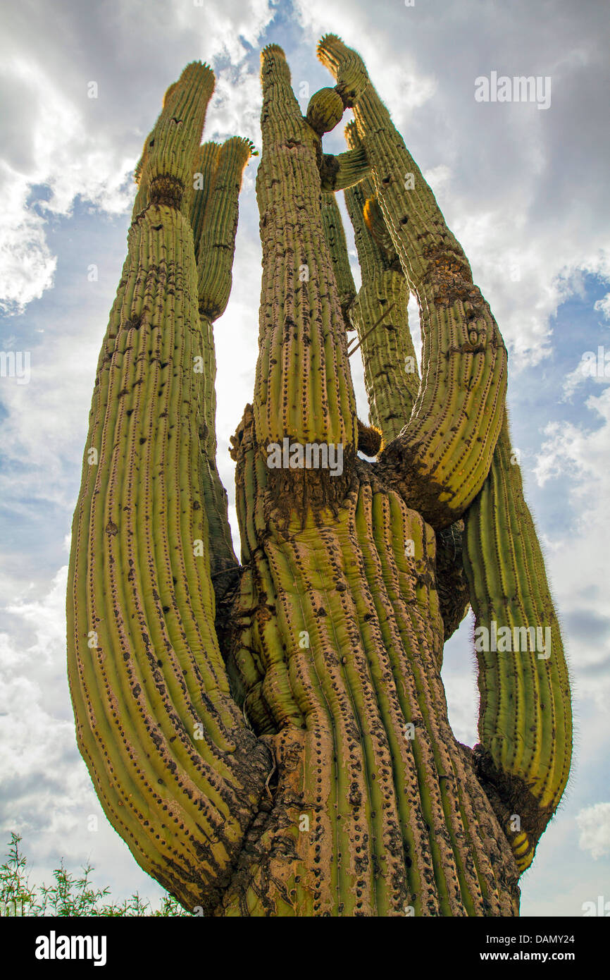 Cactus saguaro (Carnegiea gigantea, Cereus giganteus), 200 anni singoli, USA, Arizona, Phoenix Foto Stock