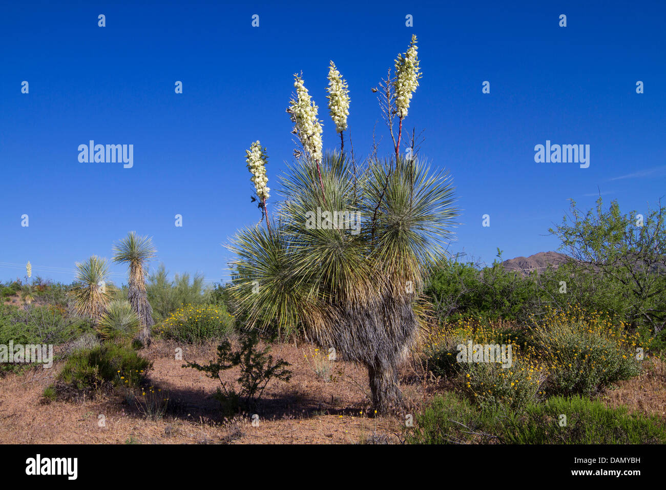 Soaptree, Soapweed, Palmella (Yucca elata), in fiore nel deserto di Sonora, USA, Arizona, Phoenix Foto Stock