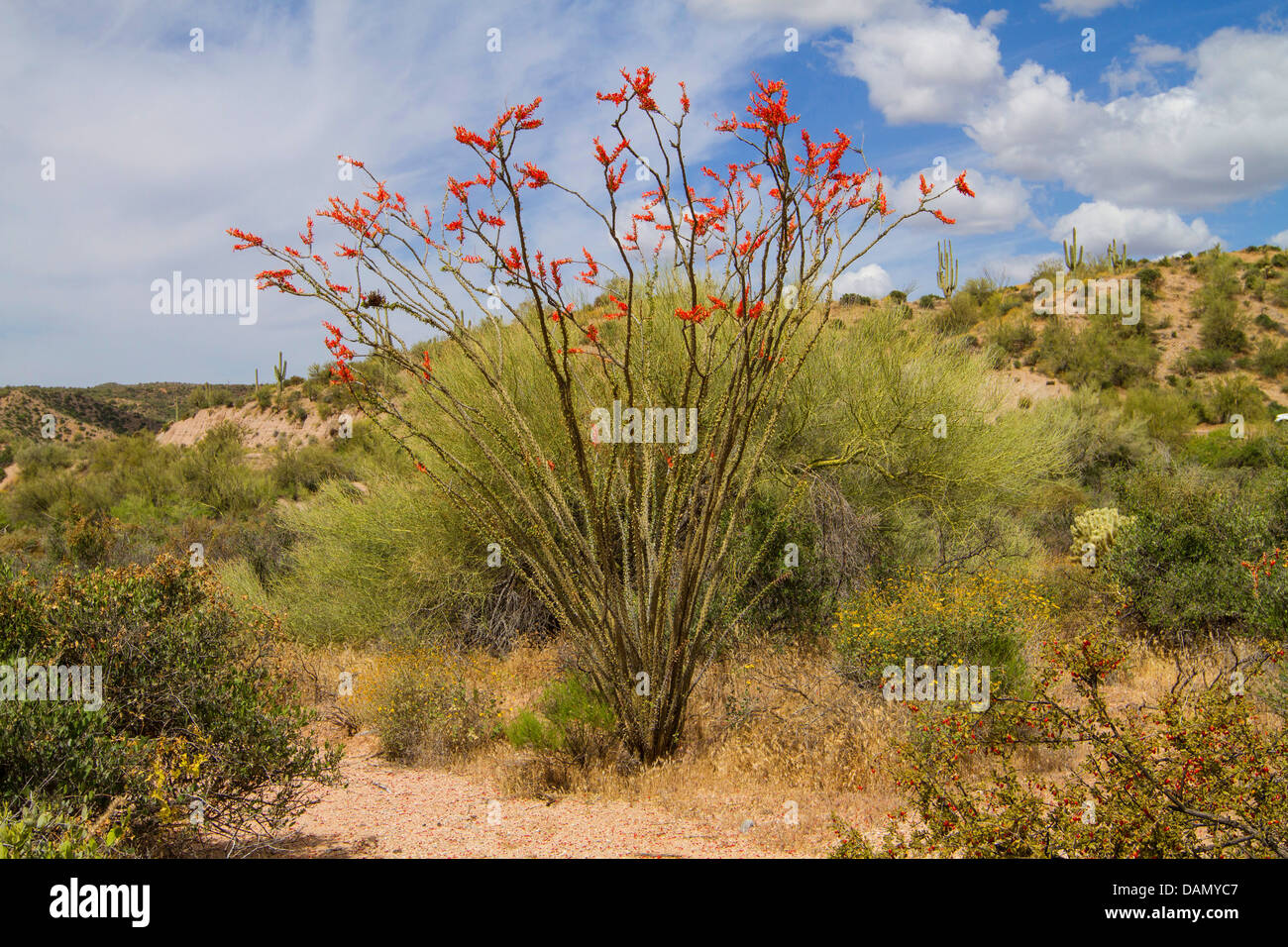 Ocotillo, Coachwhip, bastone di Giacobbe, vite Cactus (Fouquieria splendens), in fiore nel deserto di Sonora, USA, Arizona Foto Stock