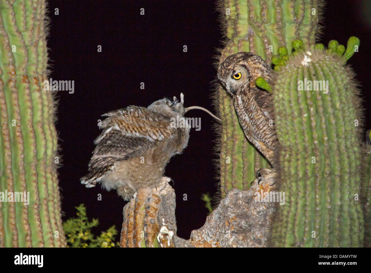 Grande gufo cornuto (Bubo virginianus), uccello adulto alimentazione di un uccello giovane con un piccolo mammifero al nido del Saguaro, USA, Arizona, Phoenix Foto Stock