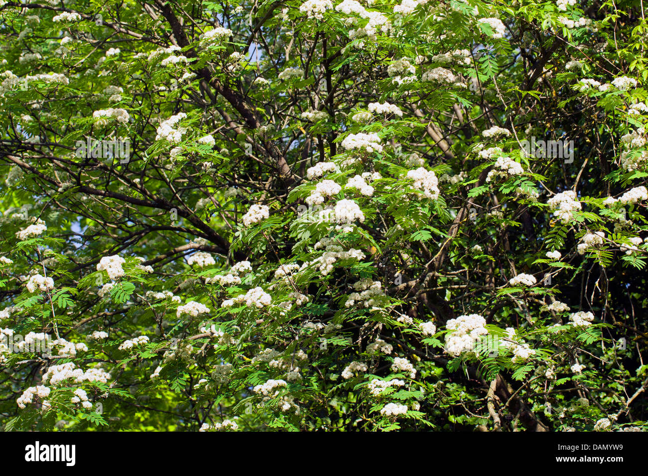 European mountain-cenere, rowan tree (Sorbus aucuparia), rami fioriti, Germania Foto Stock