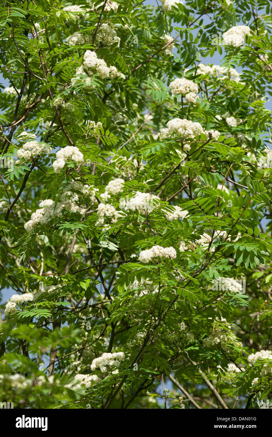 European mountain-cenere, rowan tree (Sorbus aucuparia), rami fioriti, Germania Foto Stock