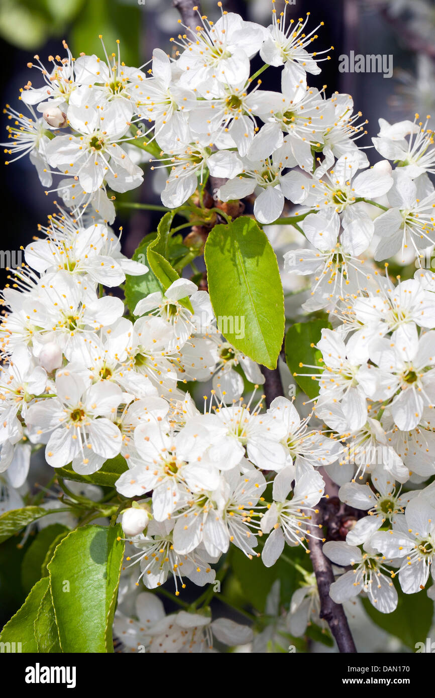 Profumato ciliegia, St Lucie ciliegia, amarene ciliegio (Prunus amarene, Cerasus amarene), filiale di fioritura, Germania Foto Stock