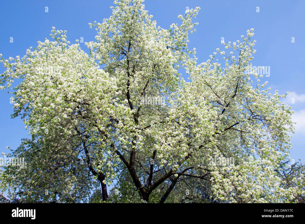 Profumato ciliegia, St Lucie ciliegia, amarene ciliegio (Prunus amarene, Cerasus amarene), albero in fiore, Germania Foto Stock