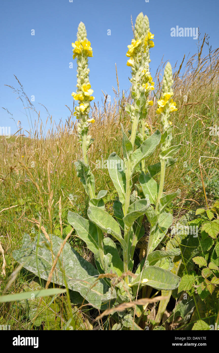 Grande Mullein - Molène thapsus nelle dune di sabbia a Kenfig Burrows Foto Stock