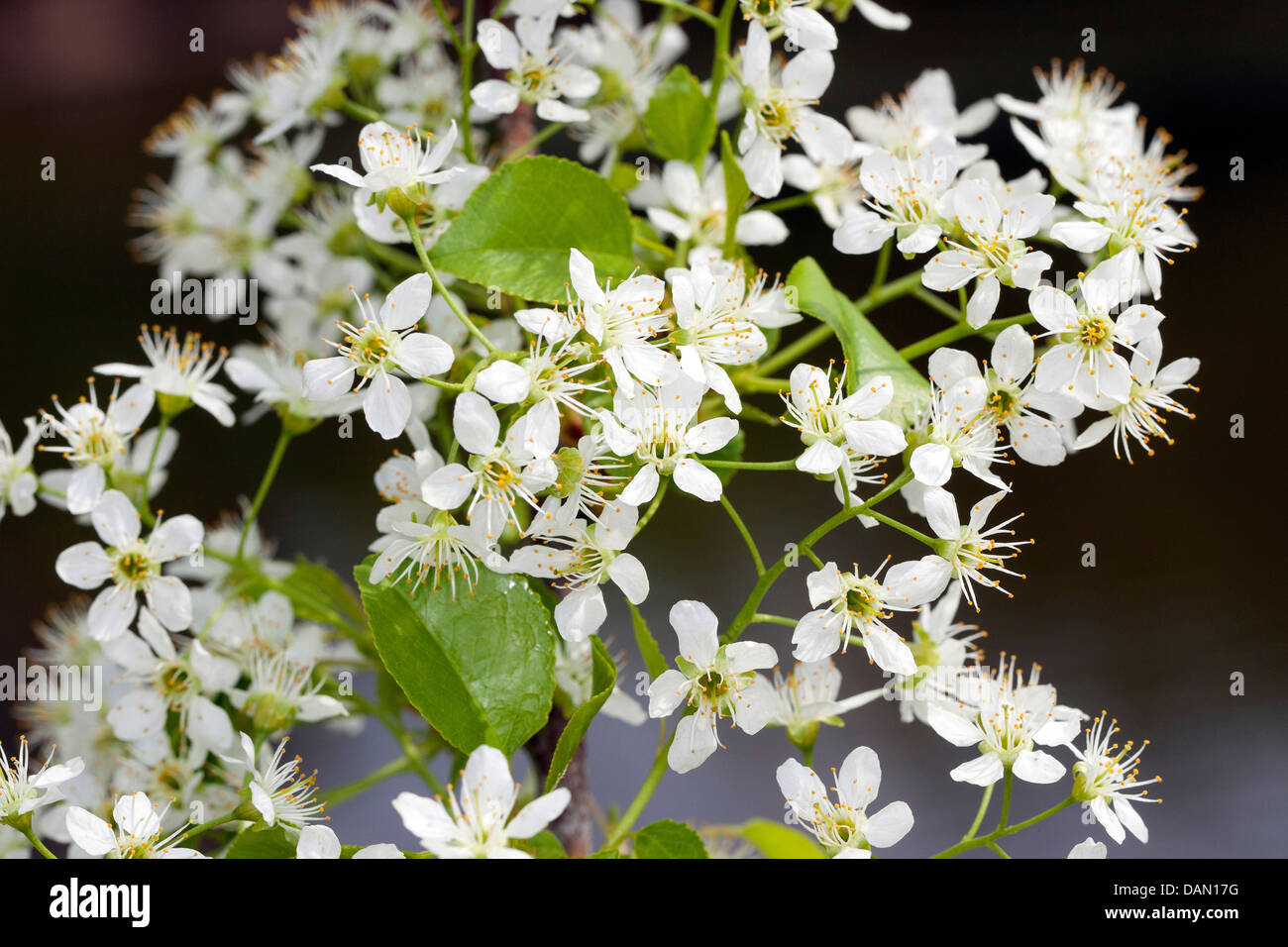 Profumato ciliegia, St Lucie ciliegia, amarene ciliegio (Prunus amarene, Cerasus amarene), filiale di fioritura, Germania Foto Stock