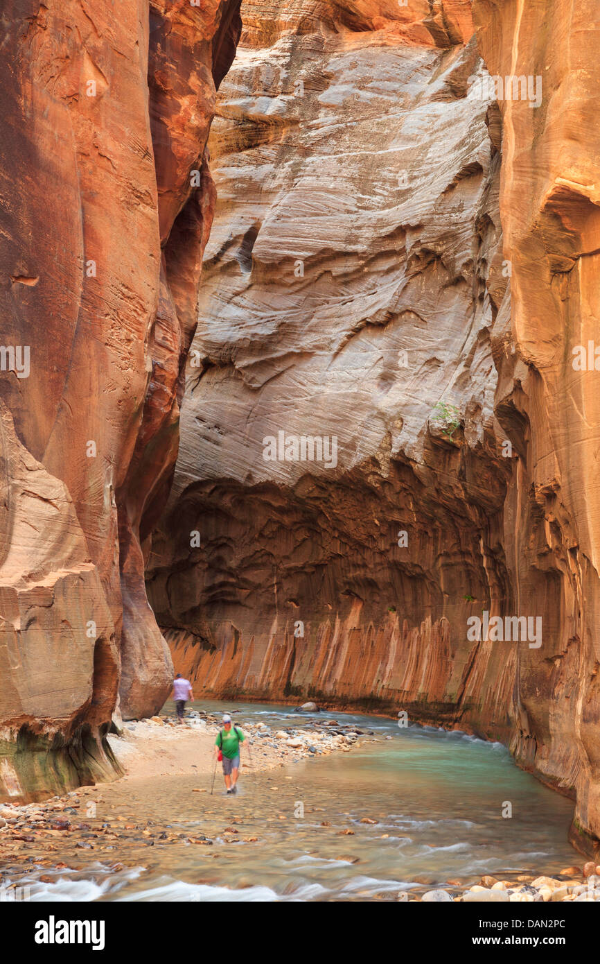 Stati Uniti d'America, Utah, Zion National Park, la si restringe, escursionista all'interno del canyon (MR) Foto Stock