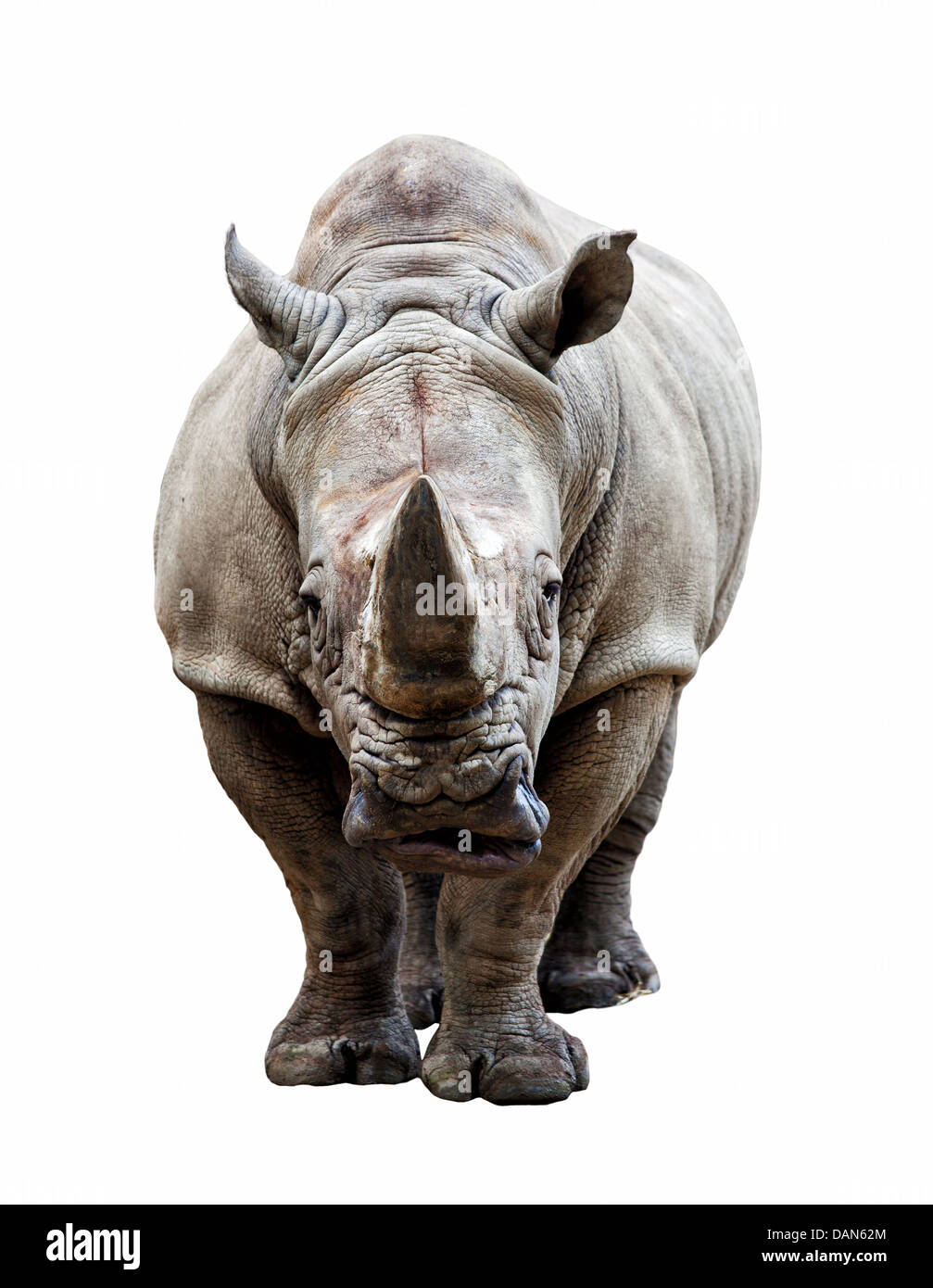 Enorme rhino isolato su bianco Foto Stock