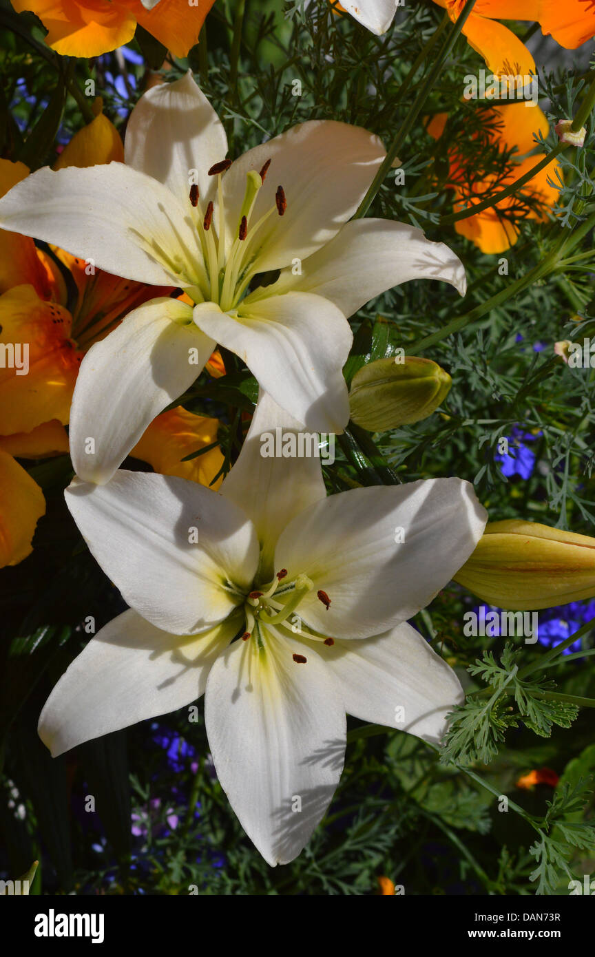 Giglio Bianco Fiori tra una colorata serie di altre piante , gemme e verde Foto Stock