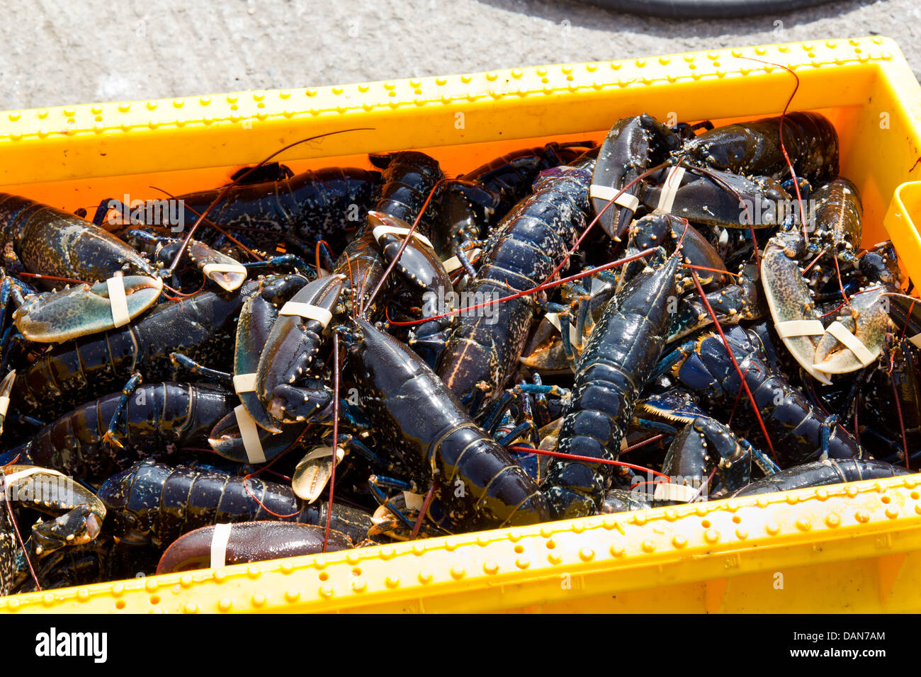 Le aragoste a Seahouses Northumberland, Inghilterra - 2013 Foto Stock