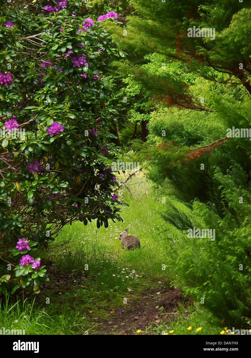Alimentazione di coniglio in giardini di Muckross House,Killarney. Foto Stock