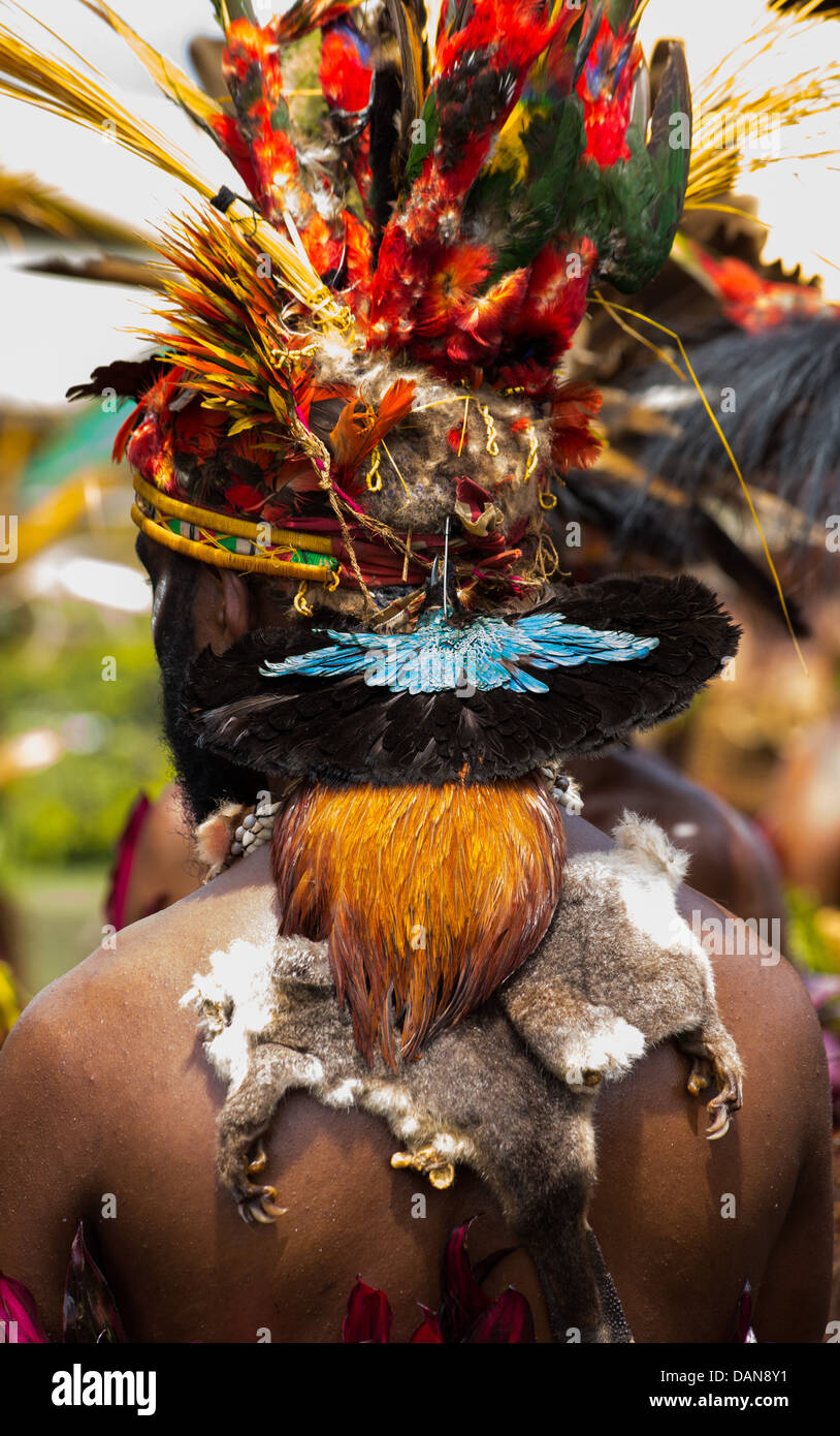 Dettaglio mostrante le pelli degli animali, piume e uccelli morti di essere indossato come un costume tribale, Festival di Goroka, Papua Nuova Guinea Foto Stock