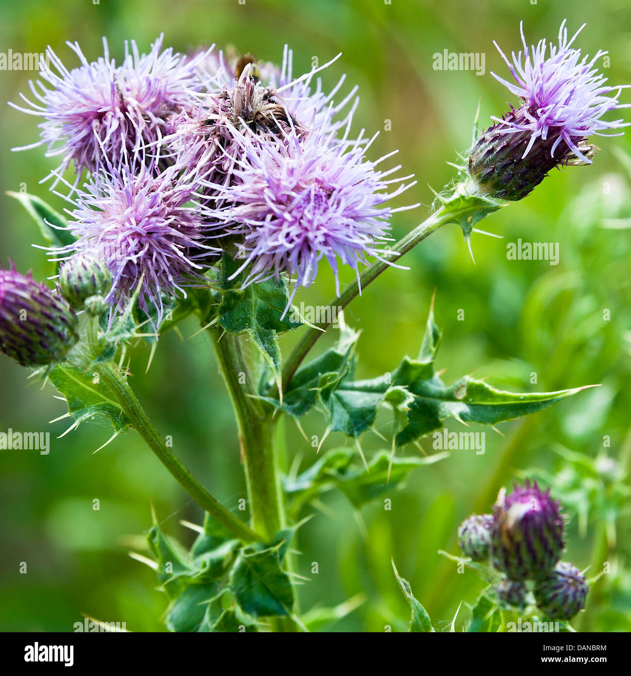 Campo di fiori di cardo in fiore lungo Trent e Mersey Canal Alzaia vicino Hassall Green Cheshire England Regno Unito Regno Unito Foto Stock