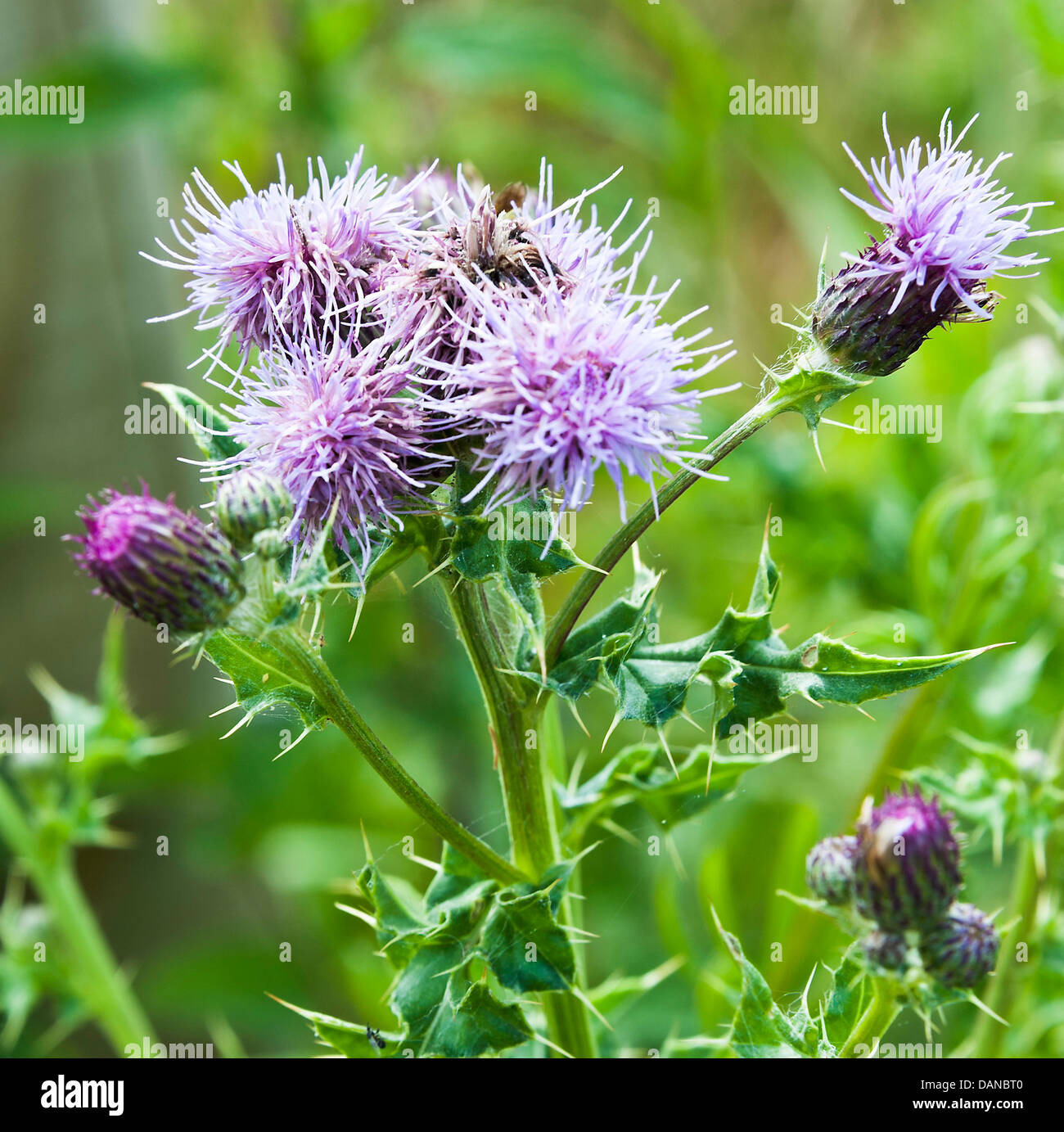 Campo di fiori di cardo in fiore lungo Trent e Mersey Canal Alzaia vicino Hassall Green Cheshire England Regno Unito Regno Unito Foto Stock