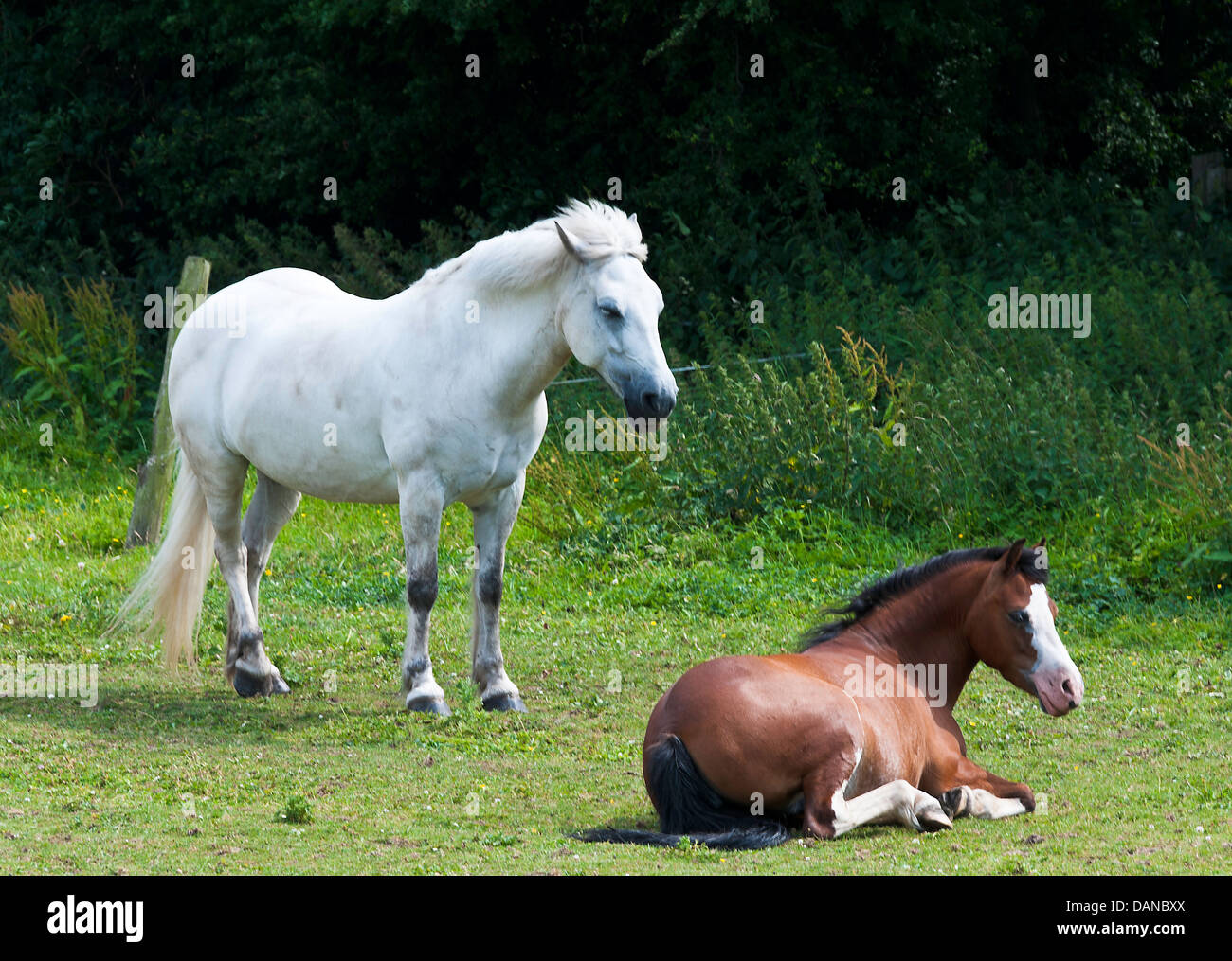 Grigio e cavalli di castagno rilassante in un campo nei pressi di verde Hassall Cheshire England Regno Unito Regno Unito Foto Stock