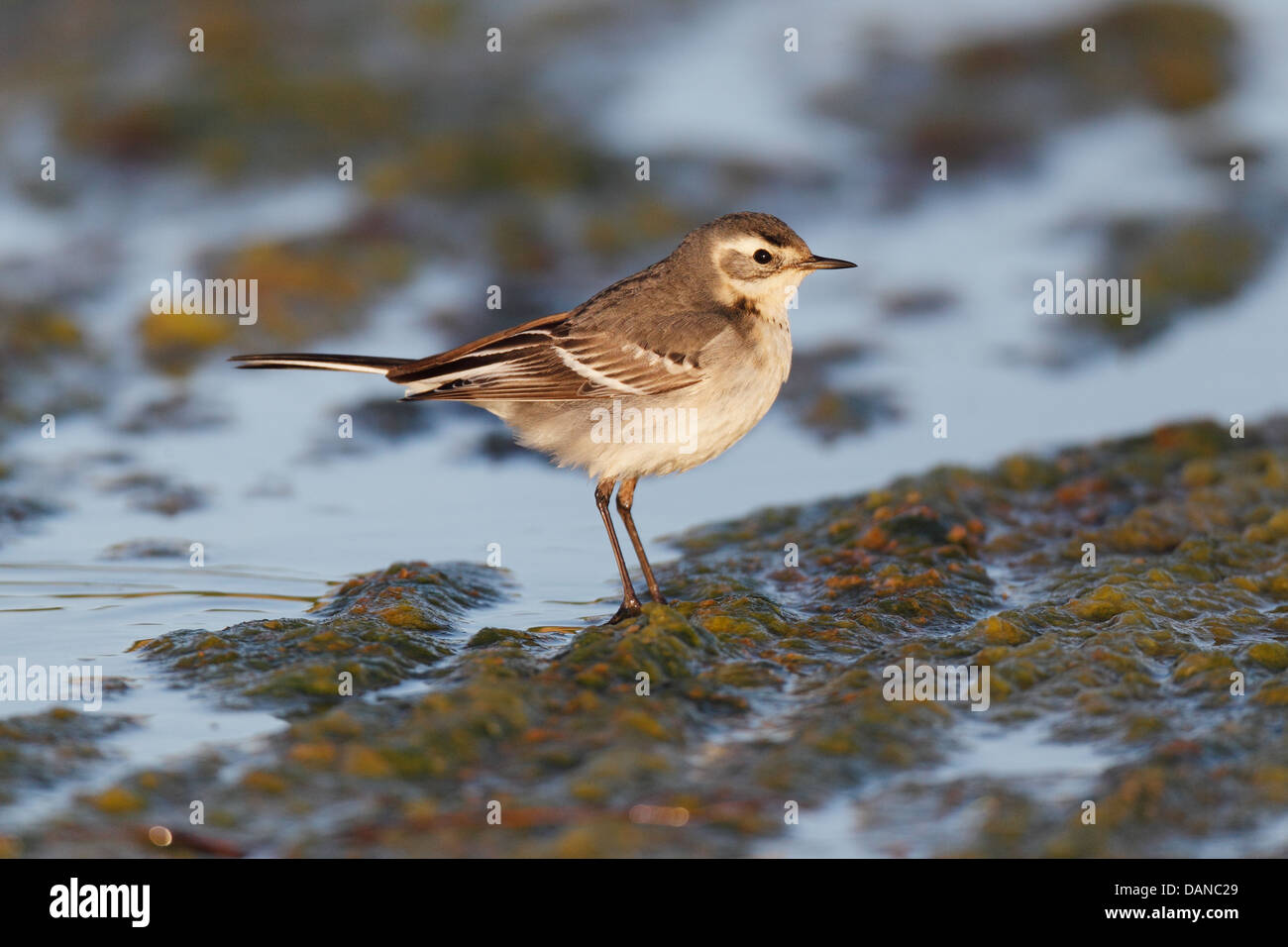 Primo inverno Wagtail citrino, Out Skerries, Shetland, Scotland, Regno Unito Foto Stock