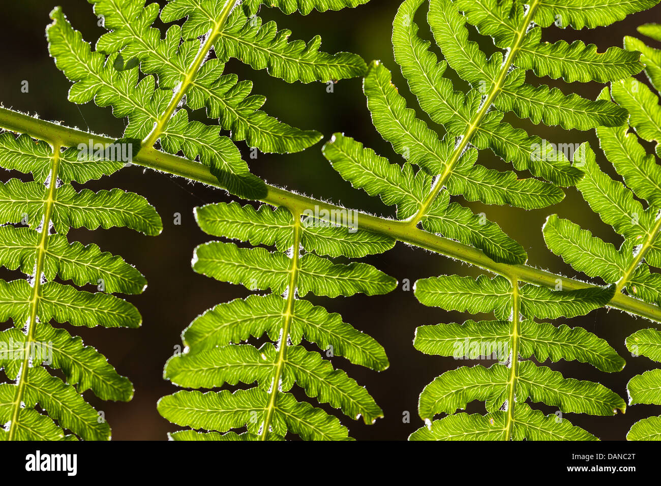 Astrazione: Dettaglio di un gambo verde e foglie di felce (Pteridophyta) su sfondo scuro. Foto Stock