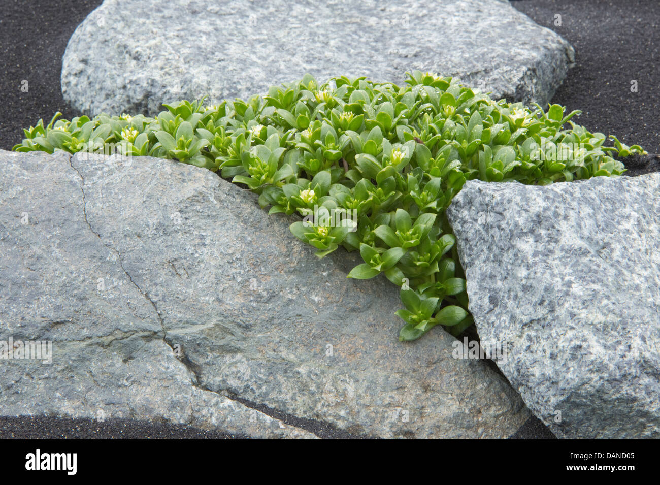 Mare Sandwort (Honckenya peploides) cresce tra la pietra e la sabbia nera vulcanica Jökulsárlón 'fiume glaciale laguna " Islanda Foto Stock