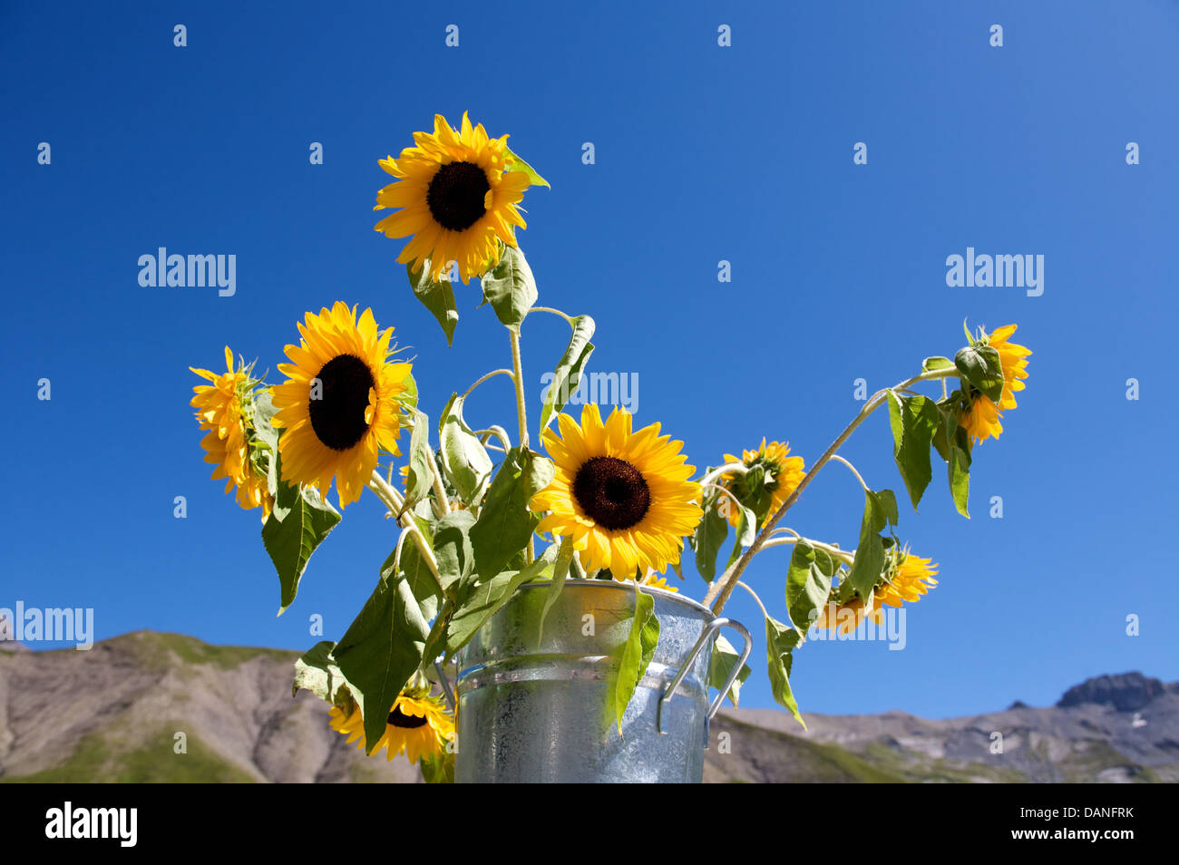 Girasoli in un cucchiaio d'argento contro un cielo blu e montagne Foto Stock