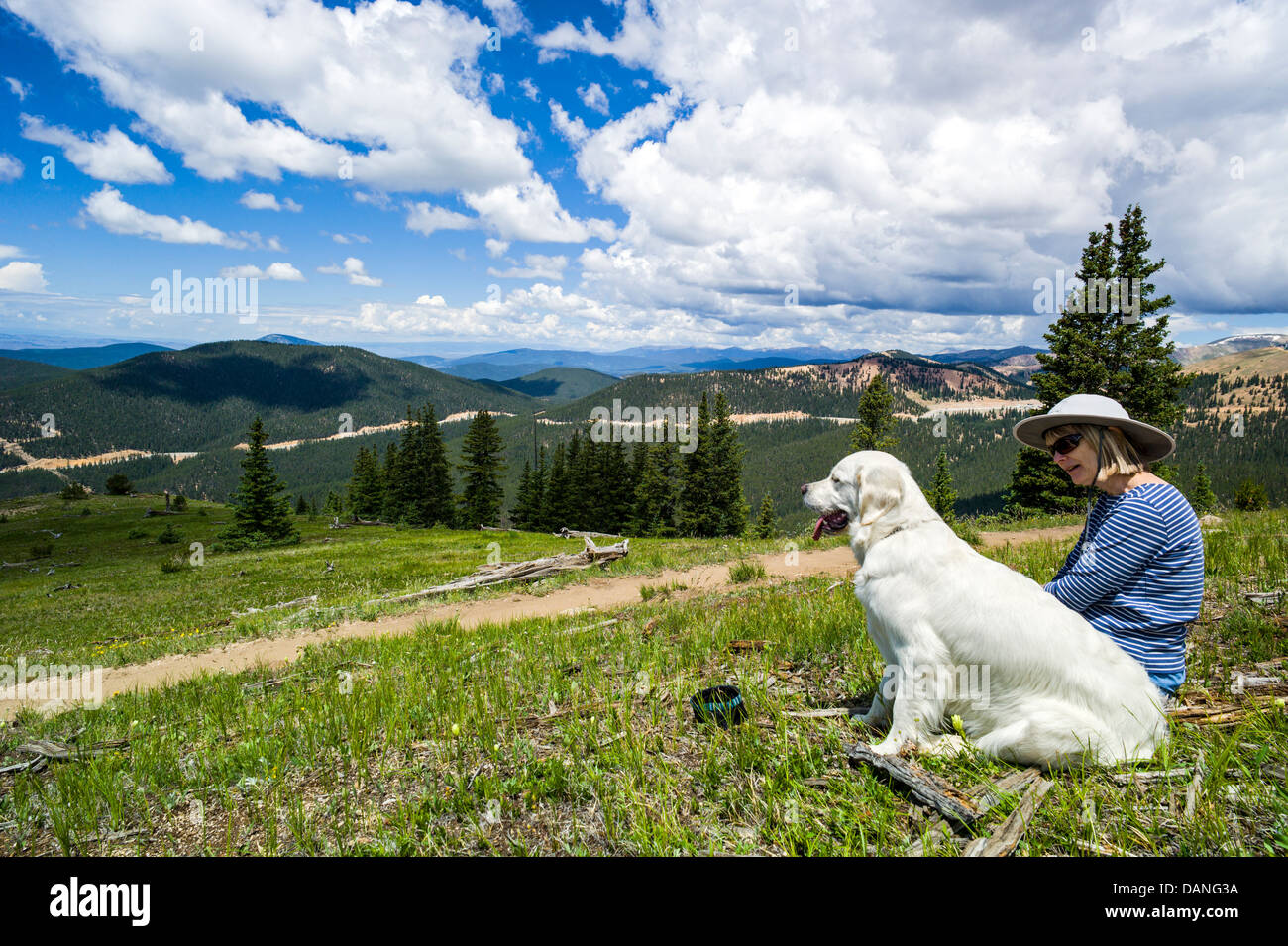 Lone donna & Platinum Golden Retriever cane mettendo in pausa per godere la vista, Monarch Crest Trail, Central Colorado, STATI UNITI D'AMERICA Foto Stock