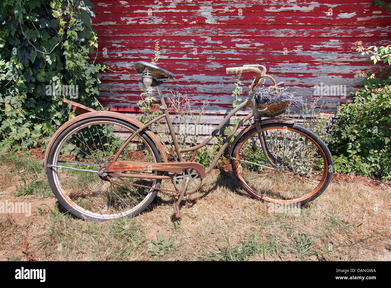 Vecchio arrugginito Display bicicletta con cesto di fiori di lavanda contro Grunge Peeling rosso vernice schierandosi granaio Foto Stock
